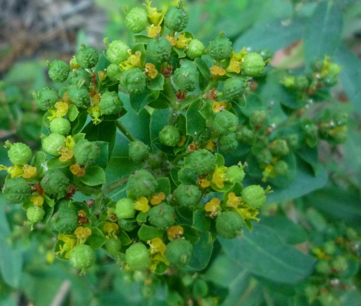 High Resolution Euphorbia crenulata Fruit
